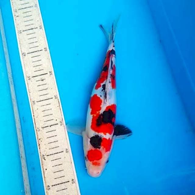 Showa doitsu 29cm