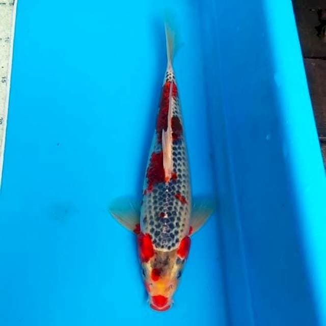 Goshiki 30cm