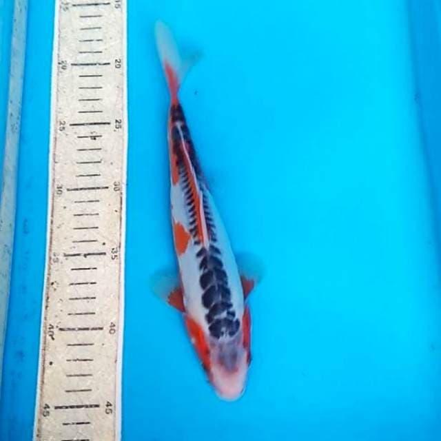 Shusui 25cm, F1