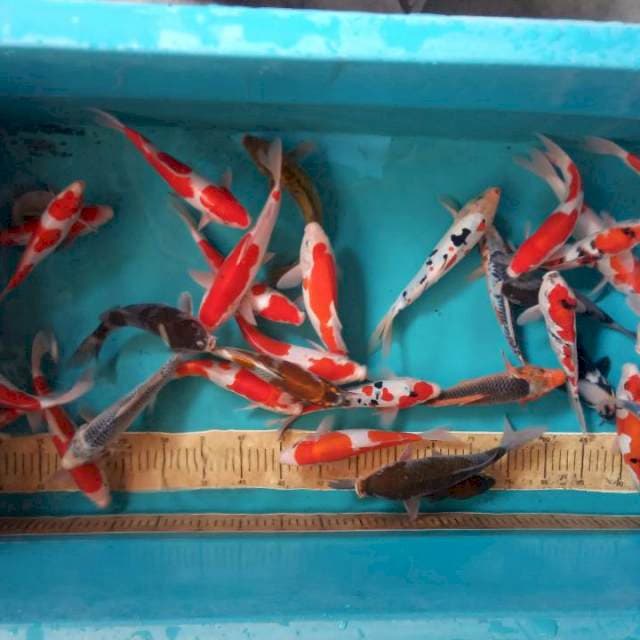 Mix koi 40 cm