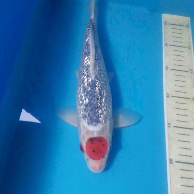 Tancho Goshiki Ginrin, Jantan 30 cm