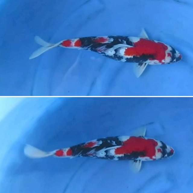 Red Showa Sanshoku Mutogoro , 34cm