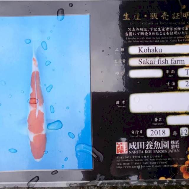 Kohaku sakaii
