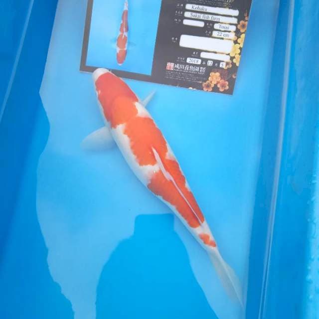 Kohaku sakaii