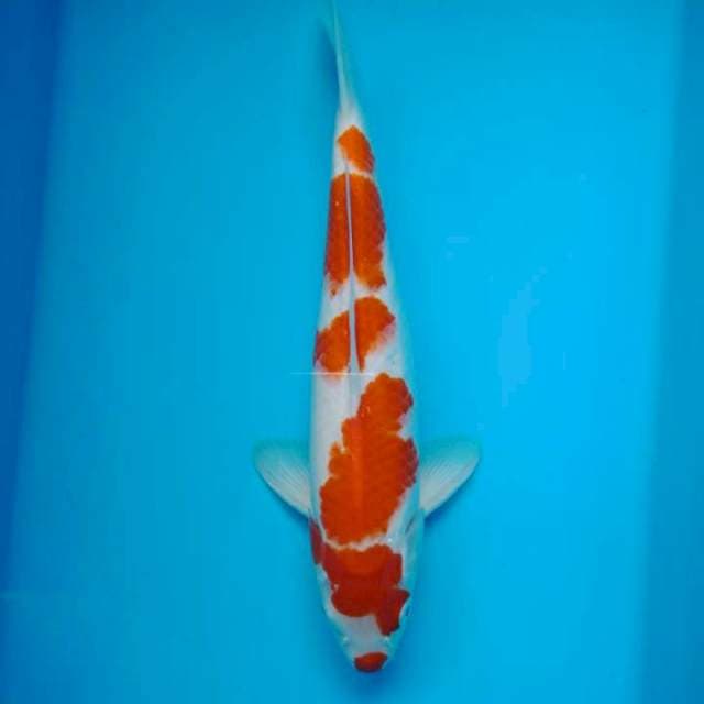 Kohaku sakaii