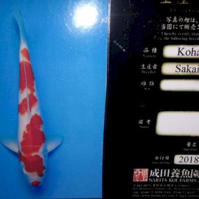 Kohaku sakaii