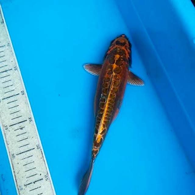 Unik 28cm