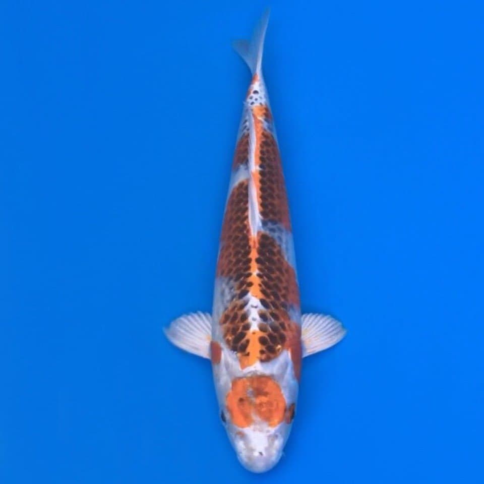 maruten kujaku 33cm