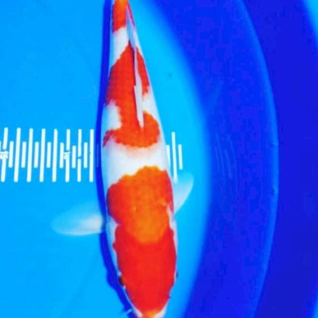 Kohaku 32 cm