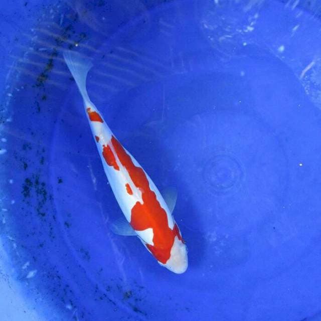 Halilintar doitsu murni kohaku ±28cm