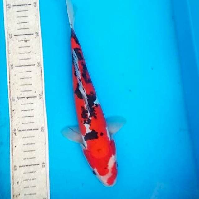 Sanke doit 29cm