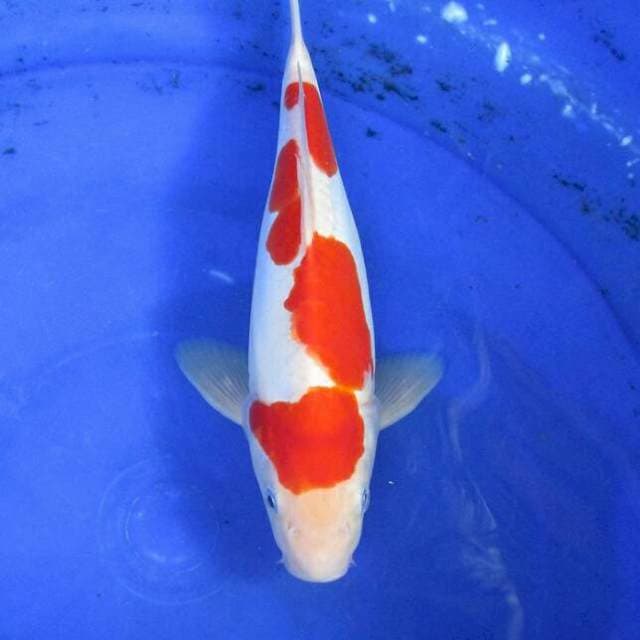 Kohaku doitsu ±30cm