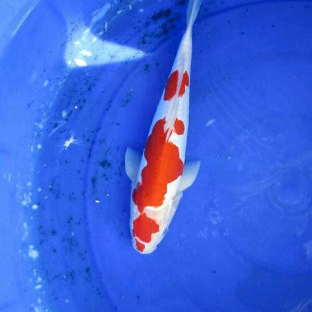 Doitsi kohaku ±27cm