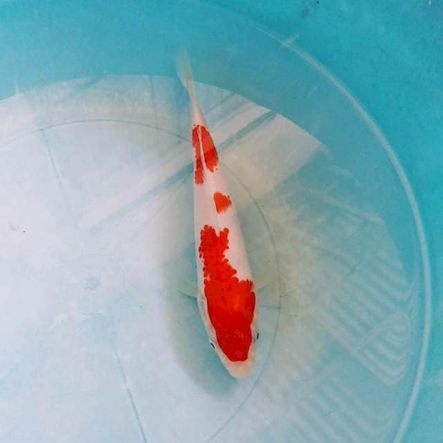 Kohaku
