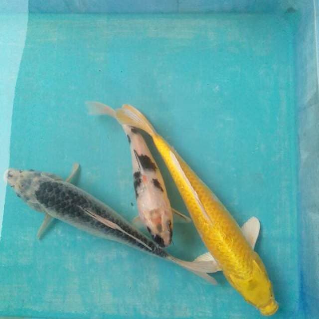 Lumayan3 27,22,29cm