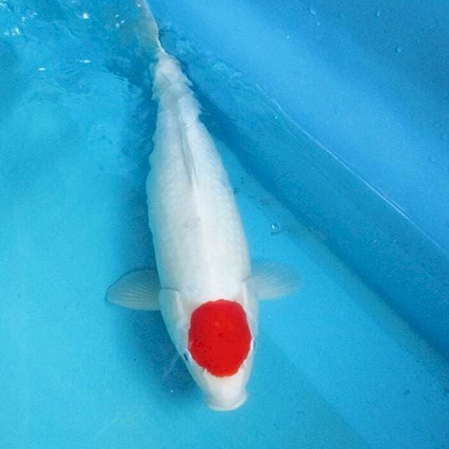 Tancho ori ±42cm
