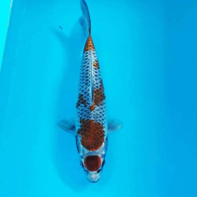 M.KUJAKU JUMBO