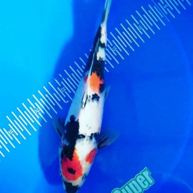 Showa 30cm