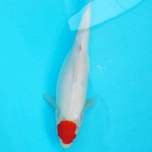 Tancho #27cm