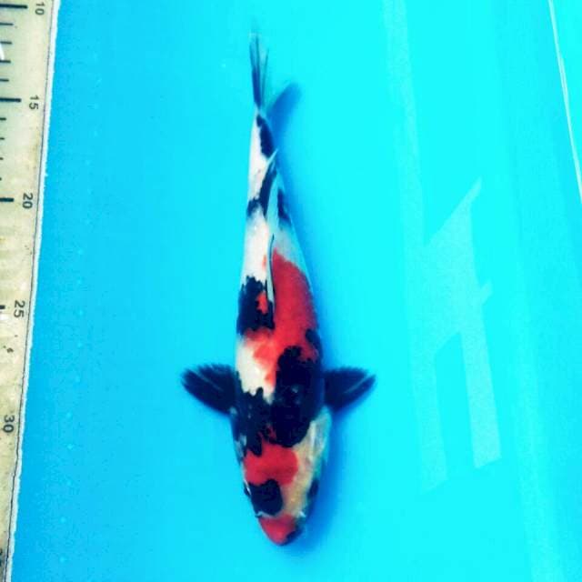 SHOWA BST T119 FEMALE 23CM