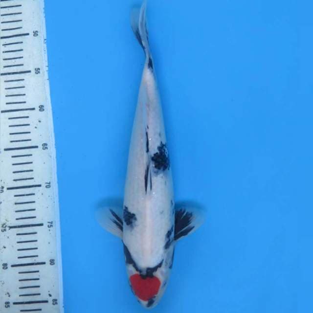 Red Tancho Showa Original , 37cm