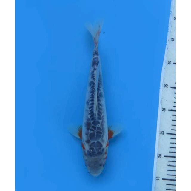 Shusui Antik ,30cm