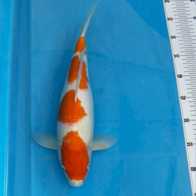 Kohaku 4 step HQ, 39cm
