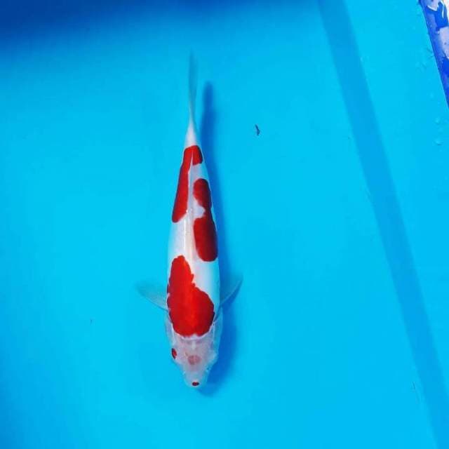 M.KOHAKU DOITSU BERGINCU
