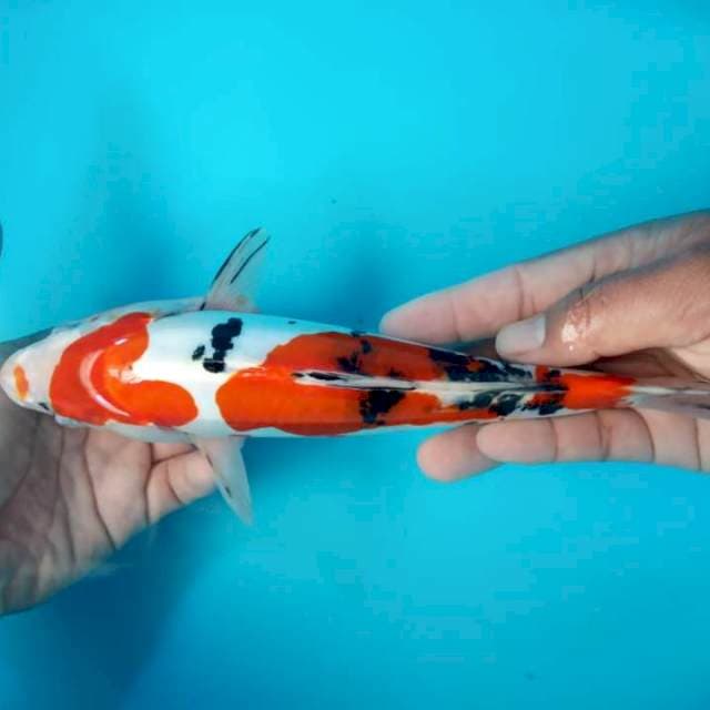 SANKE HQ