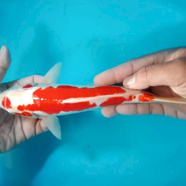 Kohaku