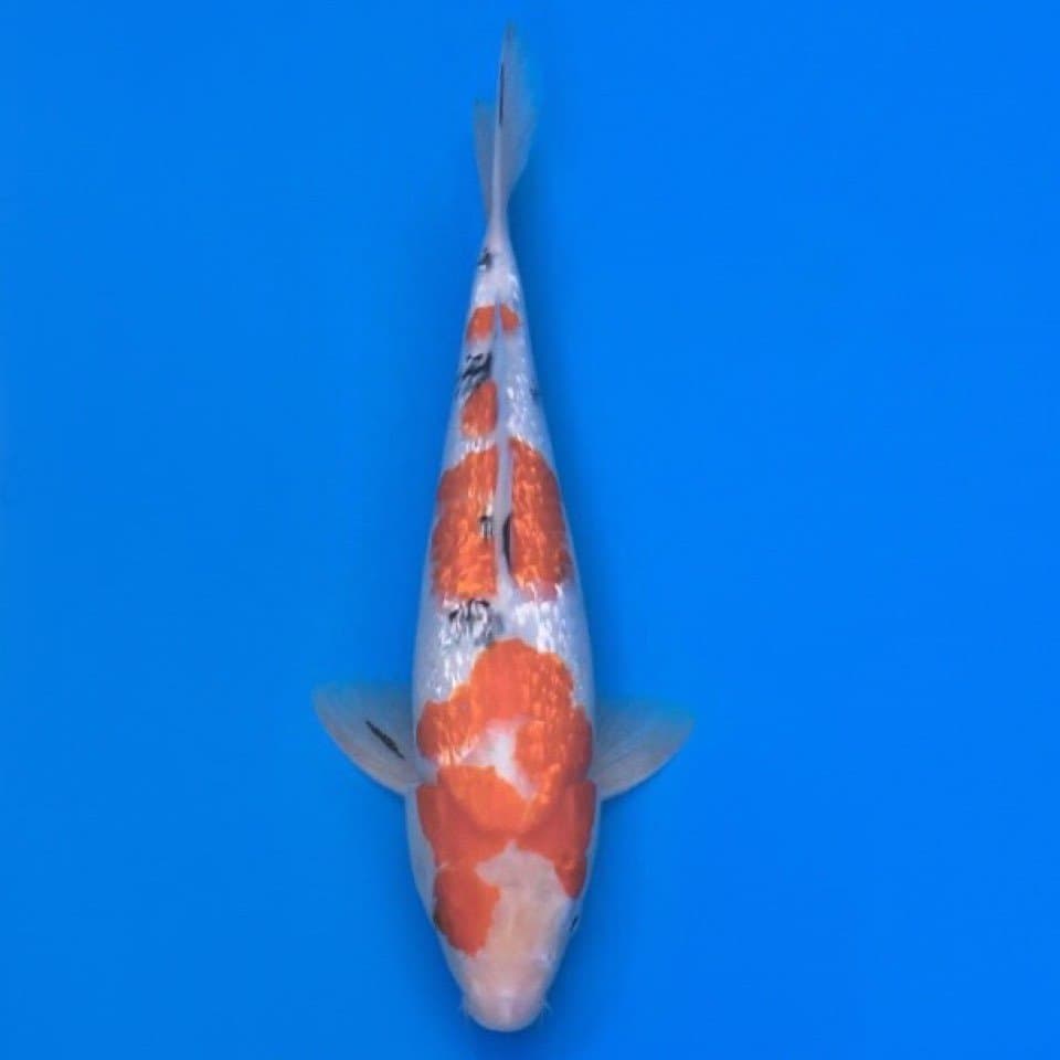 sanke ginrin 33cm