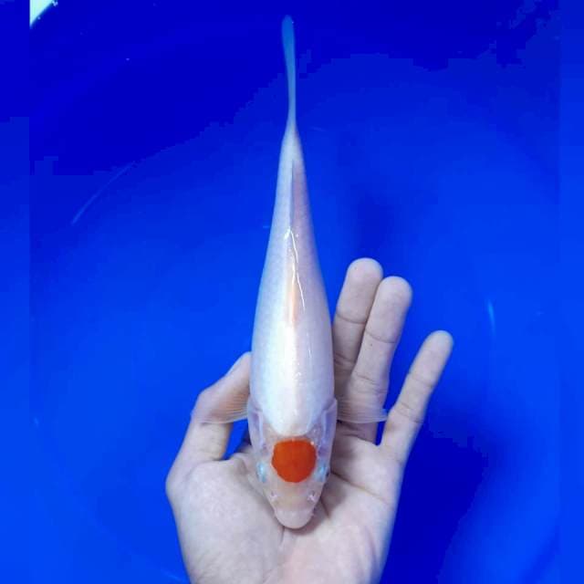 Tancho 21cm