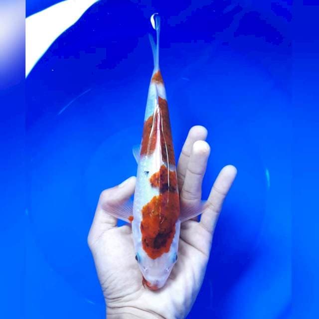 Aigo male 23cm