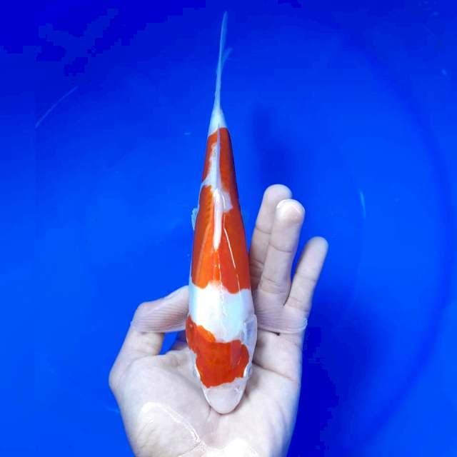 Kohaku doitsu 22cm