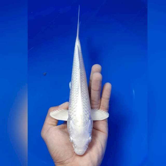 Platinum 23cm
