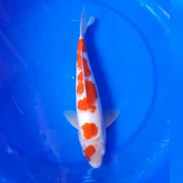 Kohaku jantan 31cm