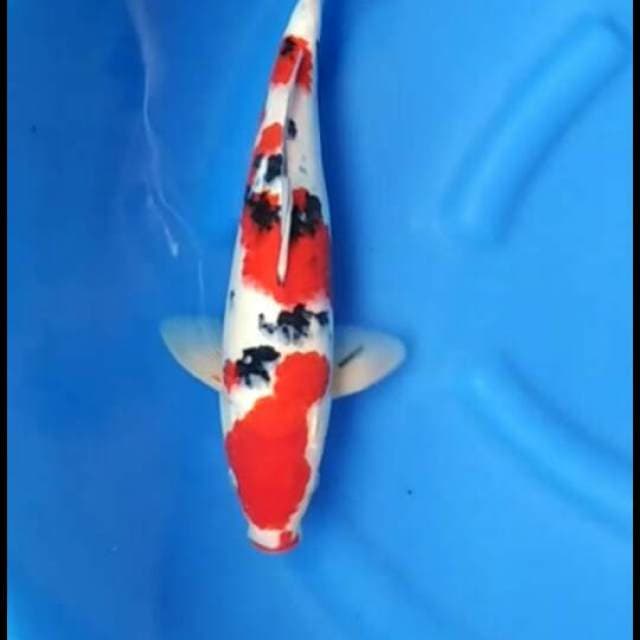 F1 red taisho sanke