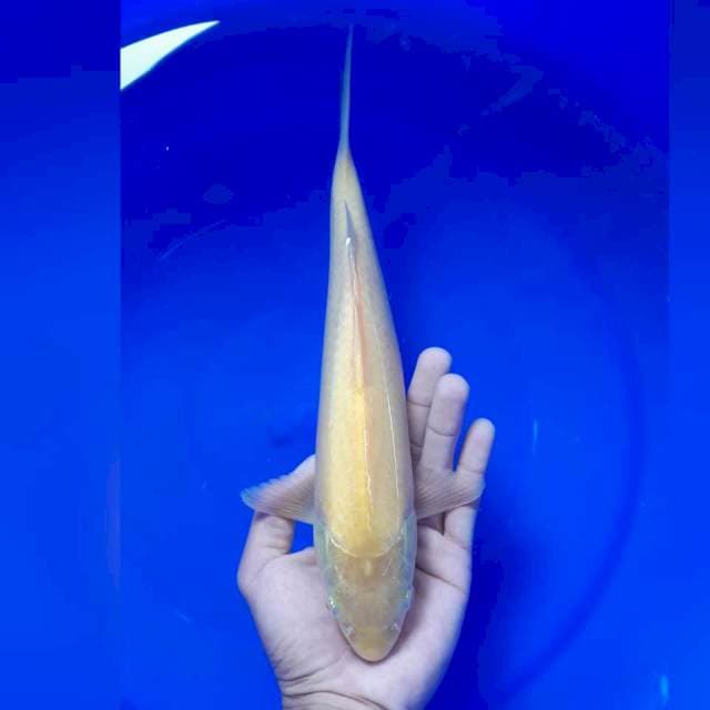 Karashi 29cm