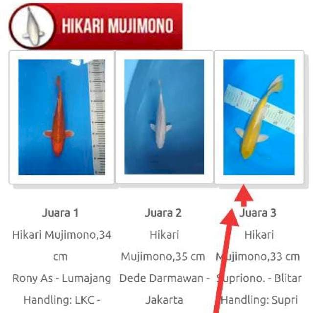 Jumbo sq