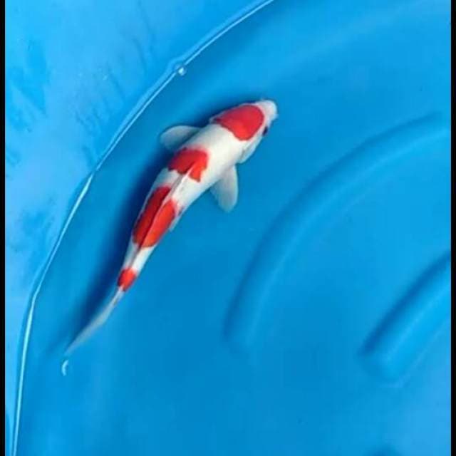 Red yondan kohaku