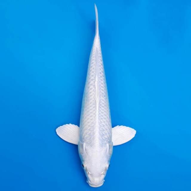 Platinum ogon