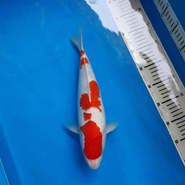F.KOHAKU JUMBO 34 CM