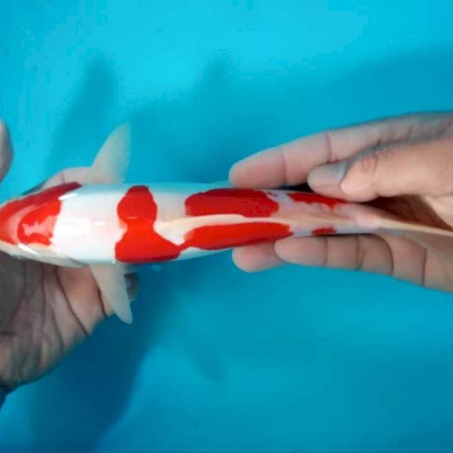 Doitsu mulus