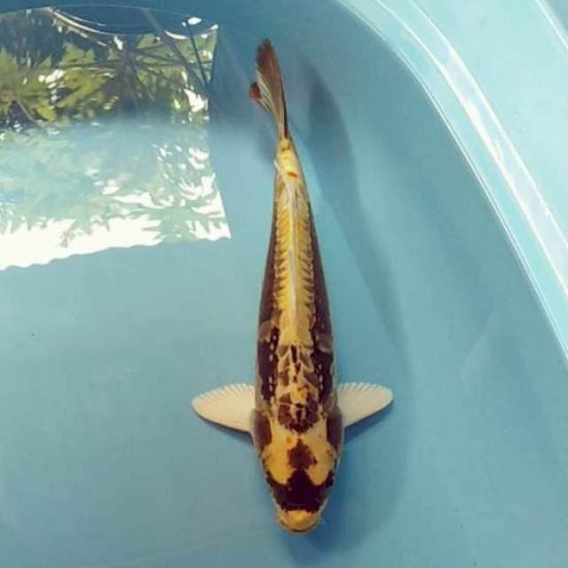 KABUTOGOI