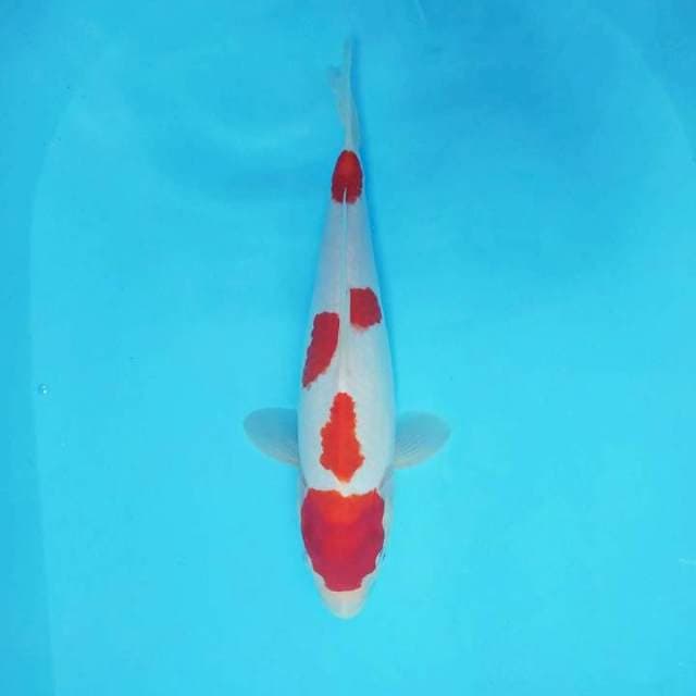 SHABU HACHI 5 ~ KOHAKU ™