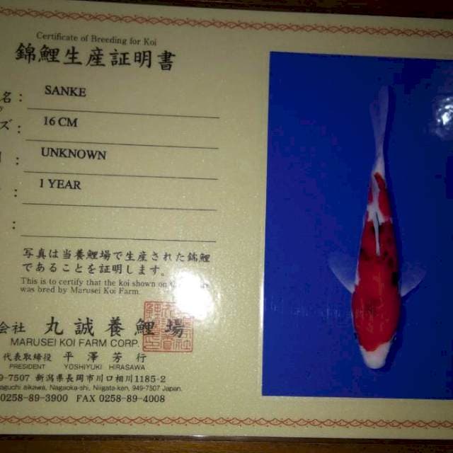 Sanke 16cm (Marusei). Import dan Sertifikat