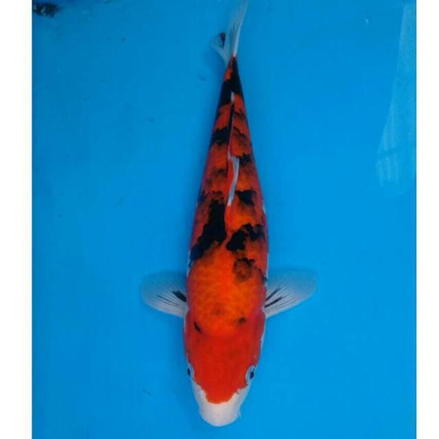 Okawa Aka Sanke