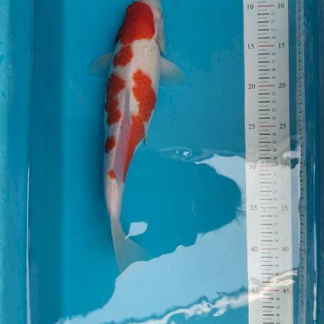kohaku 35cm