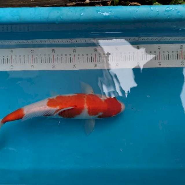 kohaku 30cm