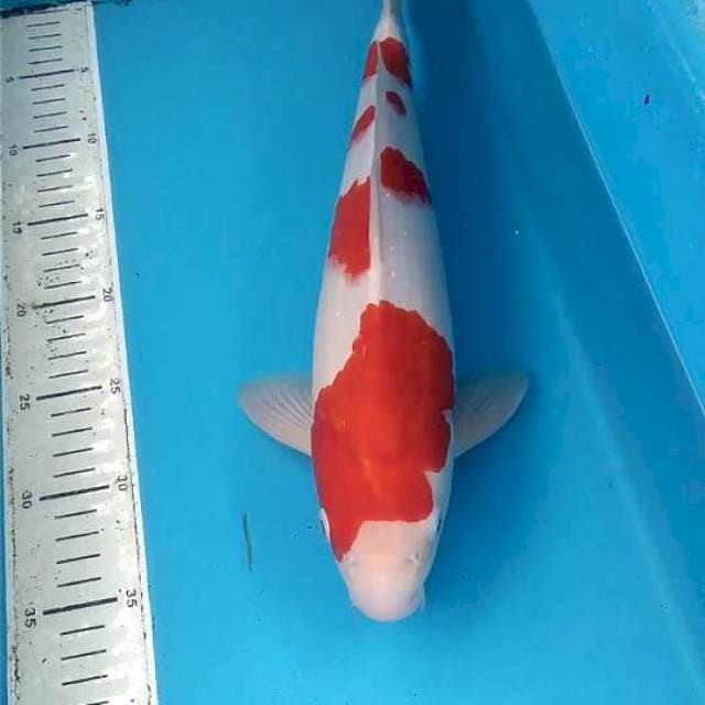 Kohaku